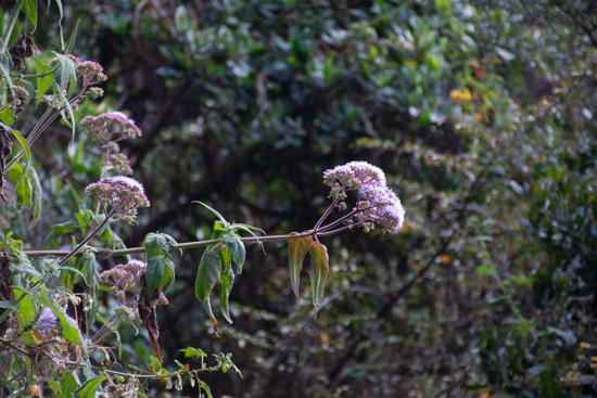 Flora in Machu Picchu - Sam Corporations