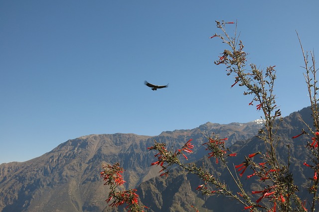 Andean condor - Sam Corporations