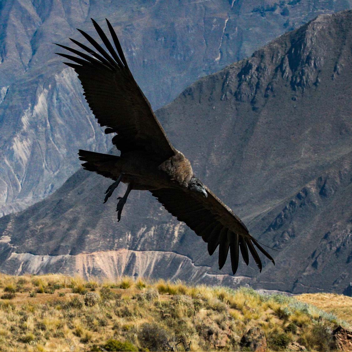 COLCA CANYON TOUR 2 DAYS