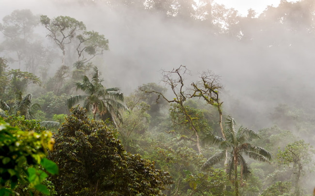 Cloud Forest - Sam Corporations