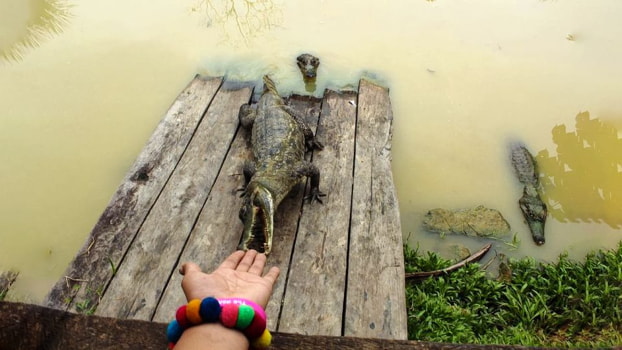 alligator in iquitos