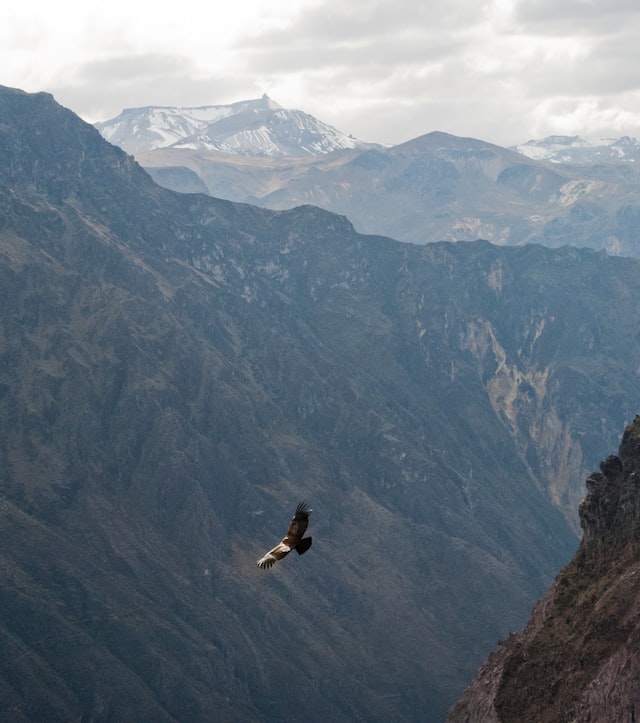 eagle in the colca canyon