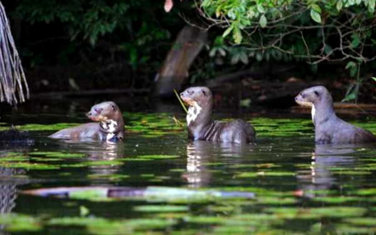 giant otters in sandobal lake - Sam Corporations