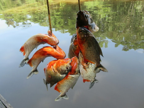 piranha fishing in iquitos