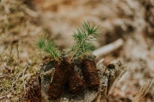 PLANT-A-TREE CAMPAIGN: TREES ARE THE ROOTS OF LIFE