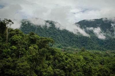 Manu Cloud Forest - Sam Corporations