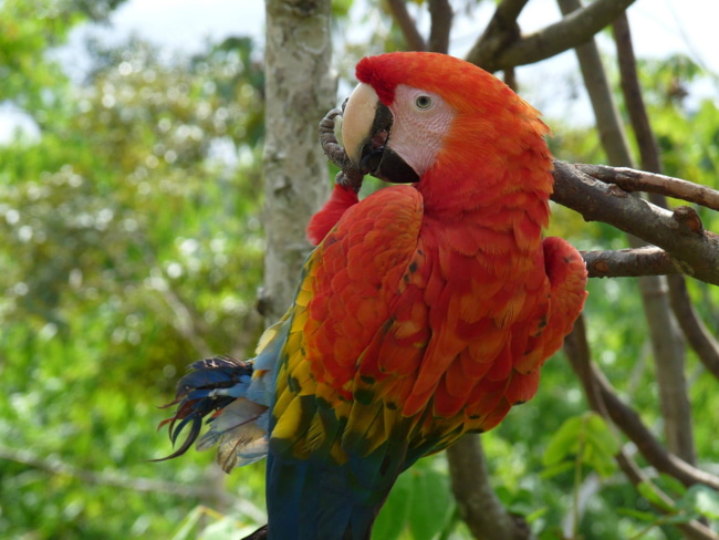 colored parrot - Sam Corporations
