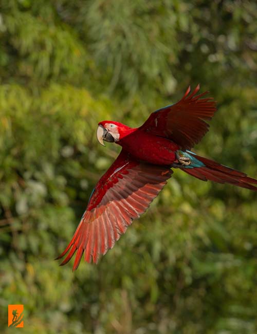 BIRDING-IN-PERU-TRAVEL-GUIDE-AND-INFORMATION