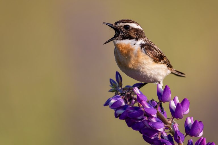 BIRDING PERU