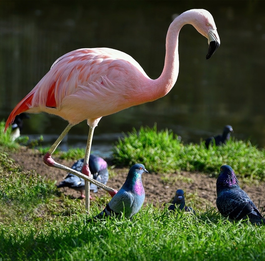 Chilean flamingos - Sam Corporations