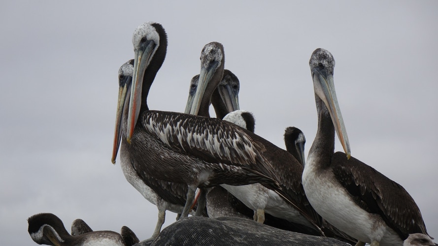 Peruvian Pelicans - Sam Corporations