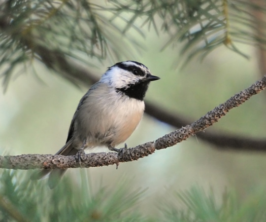 White Browed Tit Spinetail - Sam Corporations