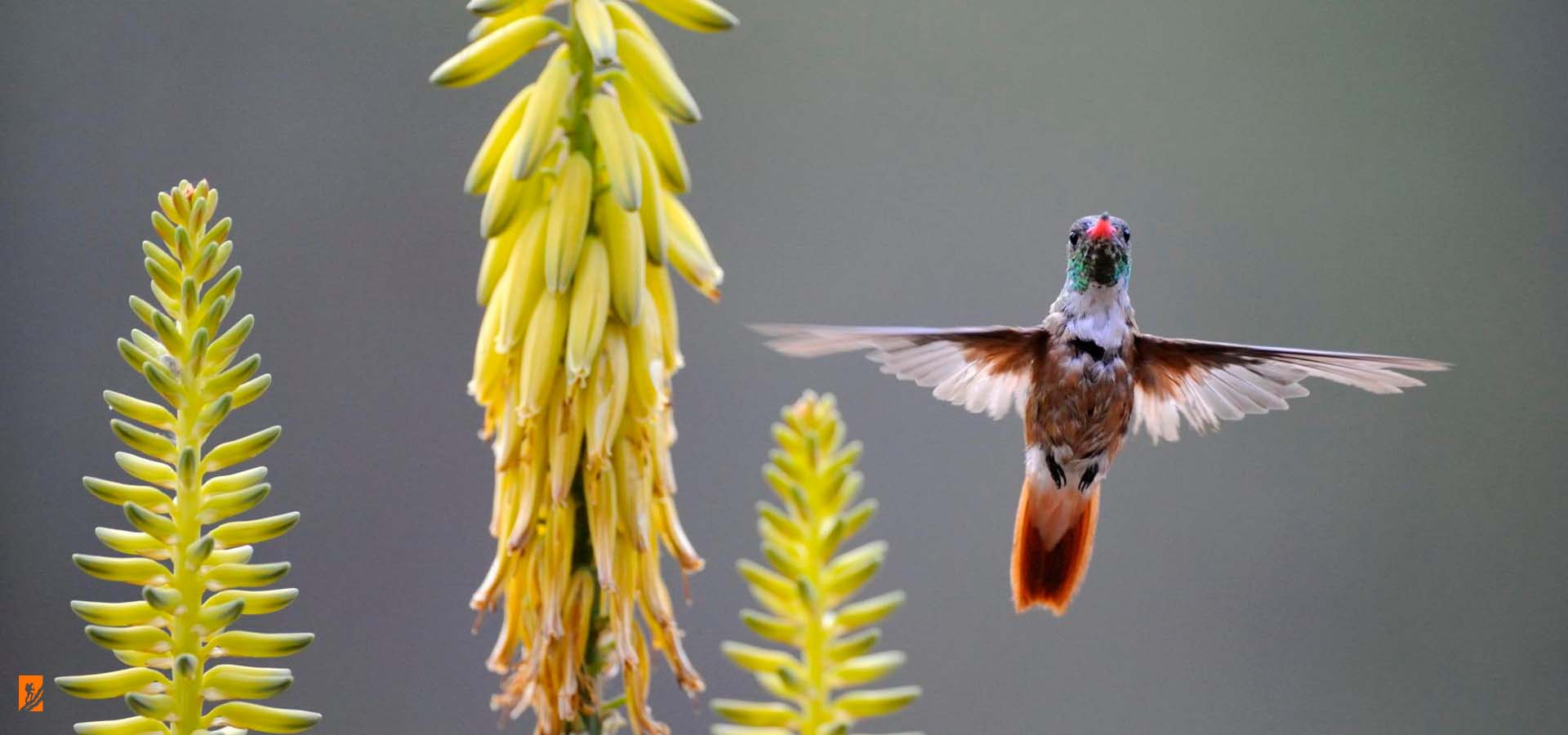 Birding in Peru | Travel Guide & Information