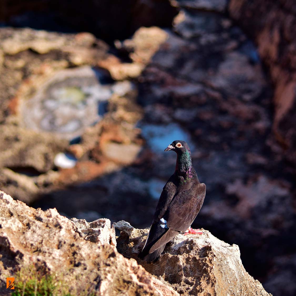Birding In Cusco | Abra Malaga & Huacarpay 3 Days