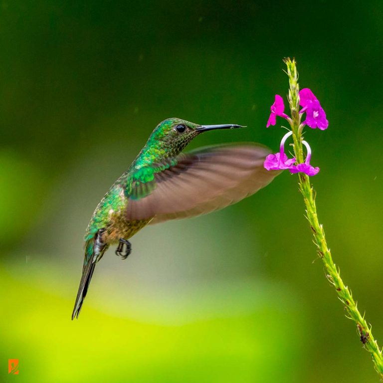 Birding Tour in Machu Picchu 2 Days