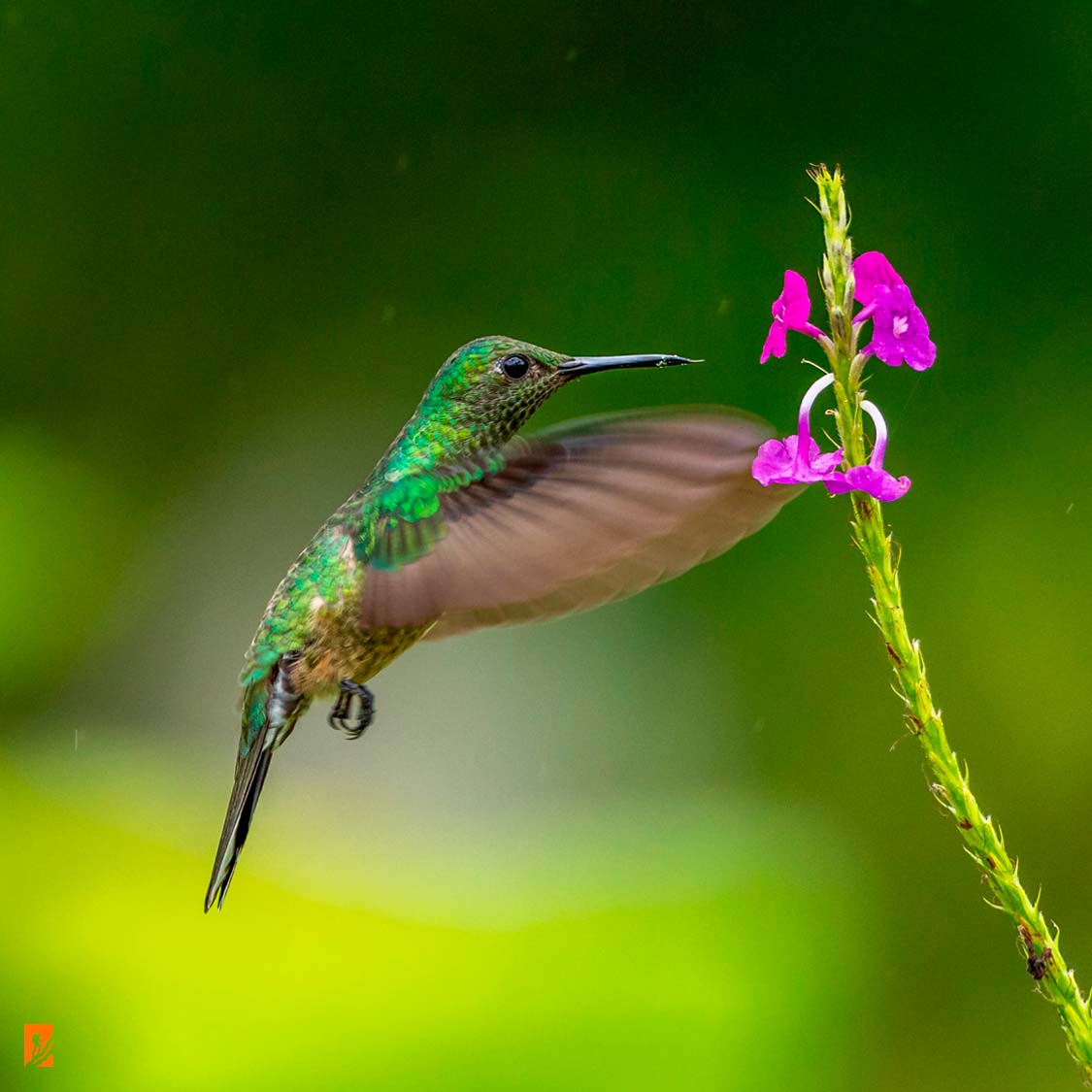 Birding Tour in Machu Picchu 2 Days