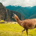 Hiking the Inca Trail in June & Trekking Tips - Sam Corporations