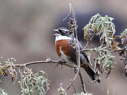 Creamy Crested Spinetails - Sam Corporations